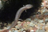 Barton Springs Salamander