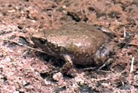 Great Plains Narrow-mouthed Toad