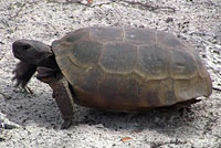tortoise