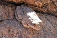 canyon treefrog