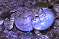 Canyon Treefrog 