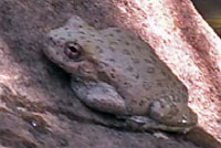 Canyon Treefrog