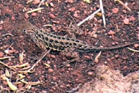 Plateau Earless Lizard