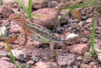 Sonoran Earless Lizard