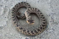mexican hog-nosed snake