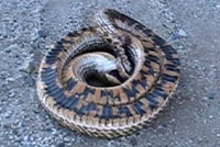 mexican hog-nosed snake