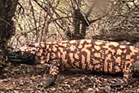 Reticulated Gila Monster