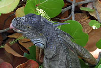 Green Iguana