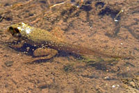 American Bullfrog Tadpoles