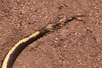 California Kingsnake