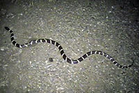 california kingsnake video