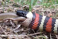 San Diego Mountain Kingsnake