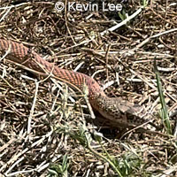 San Joaquin Coachwhip