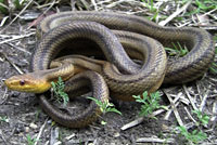 Eastern Ratsnake