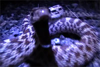 Sonoran Gopher Snake