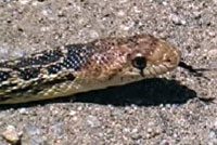 San Diego Gophersnake