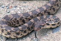 Great Basin Gopher Snake