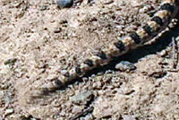 Great Basin Gophersnake Movie