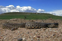 Bullsnake