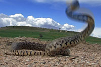 Bullsnake