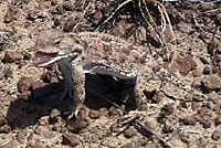 short-horned lizard