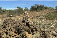 short-horned lizard