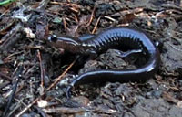 Del Norte Salamander