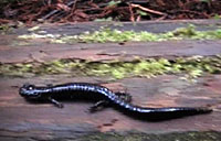 Del Norte Salamander