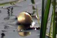 Boreal Chorus Frog Video