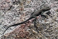 Mearns' Rock Lizard