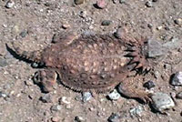 Regal Horned Lizard