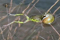 Northern Pacific Treefrog