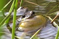 Sierran Treefrog