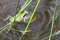 sierran treefrog