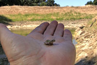 Sierran Treefrog