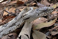 Gray Ratsnake