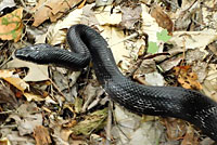 Gray Ratsnake