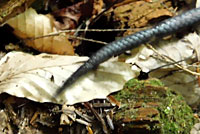 Gray Ratsnake