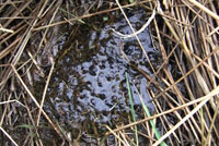 Northern Red-legged habitat