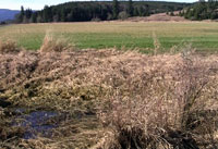 Northern Red-legged habitat