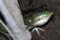 Rio Grande Leopard Frog 