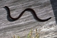 Brahminy Blind Snake