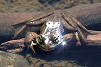 Cascades Frog