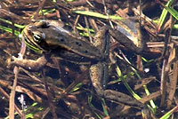 Cascades Frog