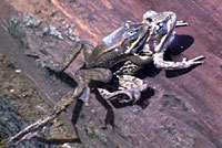 Cascades Frog