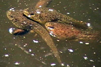 American Bullfrog tadpoles