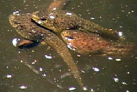 American Bullfrog Tadpoles