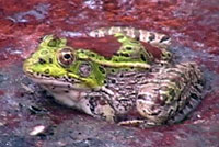 Chiriacahua Leopard Frog