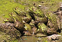 Chiriacahua Leopard Frog