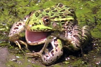 Chiriacahua Leopard Frog